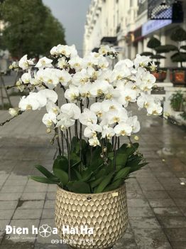 Chậu hoa lan hồ điệp 17 cây màu trắng