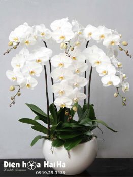 Chậu hoa lan hồ điệp 6 cây màu trắng