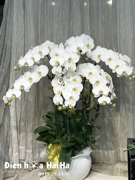 Chậu hoa lan hồ điệp 8 cây màu trắng