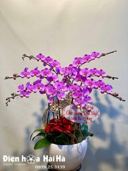 Chậu hoa lan hồ điệp 9 cây màu tím