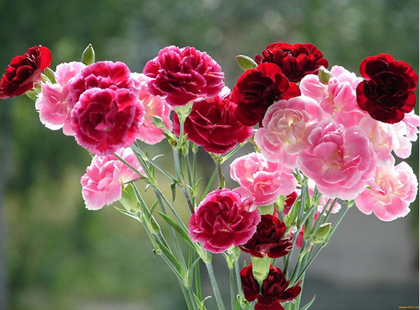 Hoa Cẩm Chướng loại hoa tượng trưng cho cung Ma Kết