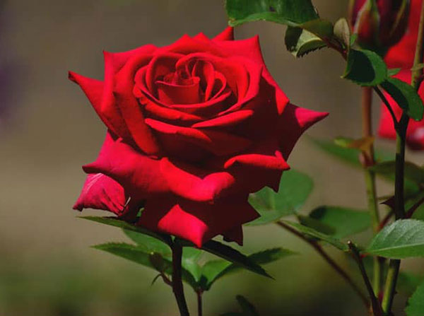 Hoa Hồng loại hoa tượng trưng cho cung Thiên Bình