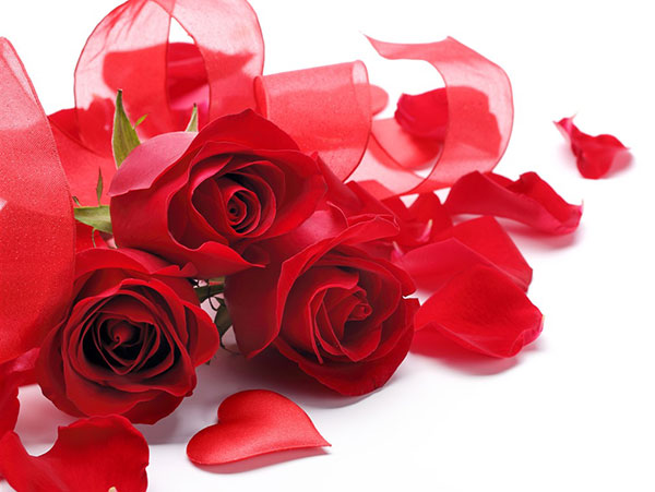 Hoa hồng loài hoa sinh nhật được yêu thích nhất