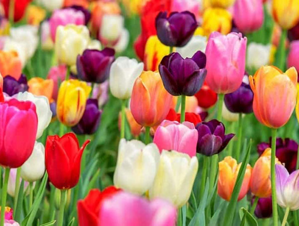 Hoa Tulip là một gợi ý đặc biệt cho hoa sinh nhật