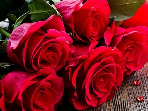 Ý nghĩa hoa hồng đỏ – Yêu thương là vĩnh cửu