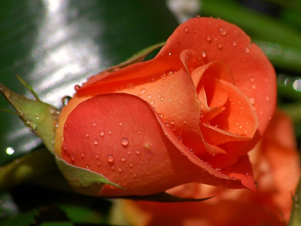 Hoa hồng cam - tình yêu thuần khiết không gian dối
