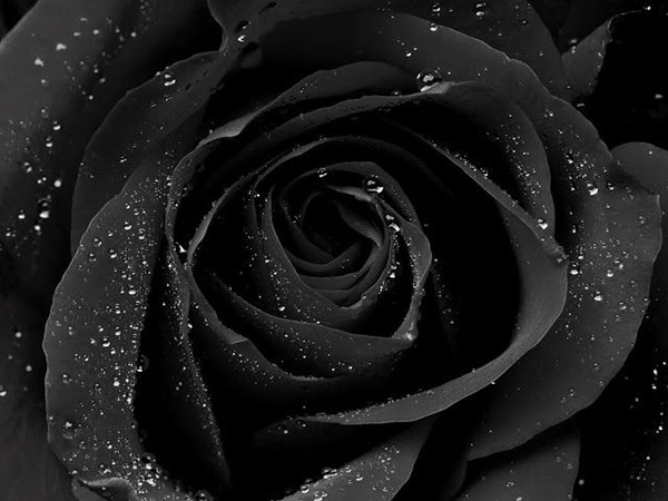 Hoa hồng đen: \