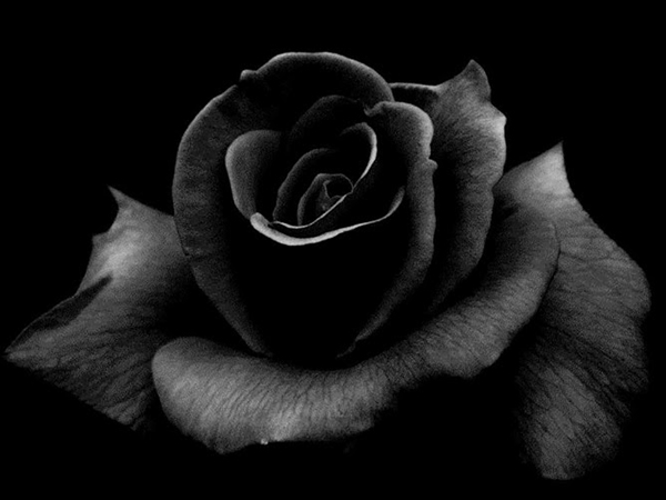 ý nghĩa hoa hồng đen đại diện nỗi buồn