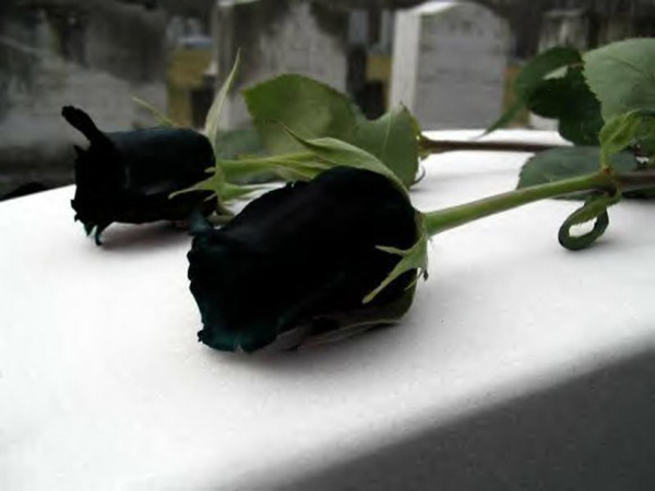 ý nghĩa hoa hồng đen nỗi đau thương mất mát