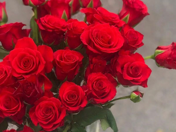 Ý nghĩa hoa hồng đỏ tương trưng cho tình cảm ấm áp và chân thành nhất