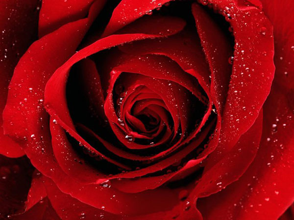 Ý nghĩa hoa hồng đỏ theo truyền thuyết