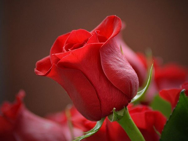 Ý nghĩa hoa hồng đỏ cho một tình yêu chung thuỷ vĩnh cửu