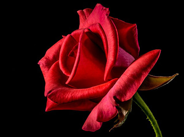 Ý nghĩa hoa hồng đỏ còn là niềm kiễu hãnh, nhiệt huyết và thành công