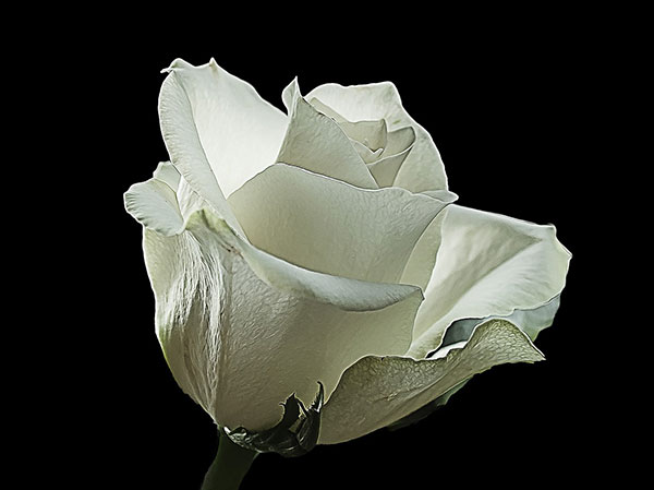 Ý nghĩa hoa hồng trắng buồn