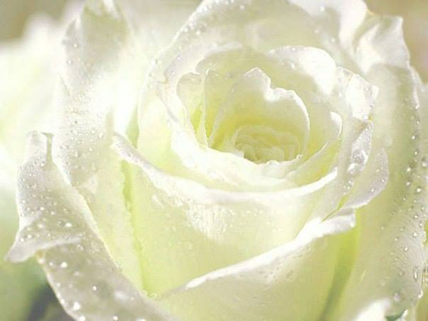 Ý nghĩa hoa hồng trắng cho một tình yêu thuần khiết