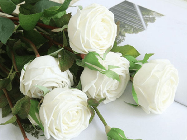 Sự tích ý nghĩa hoa hồng trắng và nguồn gốc