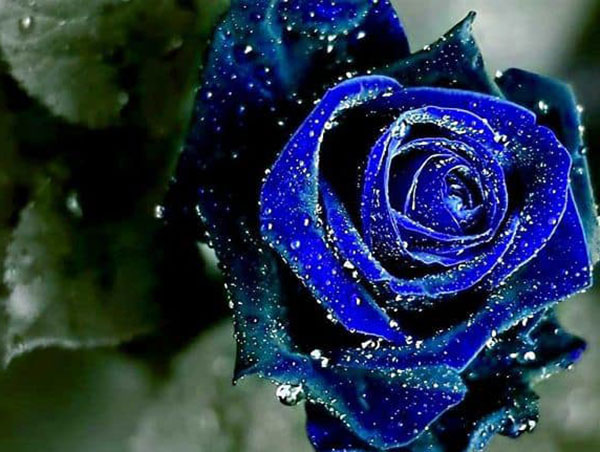 Ý nghĩa hoa hồng xanh mình chứng cho một tình yêu bất diệt